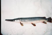 Fish/Alligator_Gar.jpg