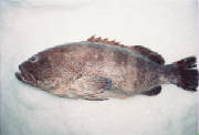 Fish/Jewfish.jpg