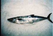 Fish/Spanish-Mackerel.jpg