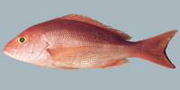 Fish/3-Silk-Snapper.jpg