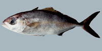 Fish/39-Lesser-Amberjack.jpg