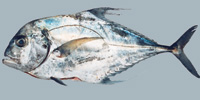 Fish/47-African-Pompano.jpg