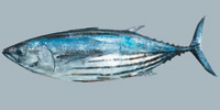 Fish/54-Skipjack-Tuna.jpg