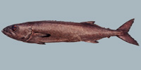 Fish/61-Oilfish.jpg