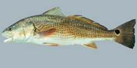 Fish/62-Red-Drum.jpg