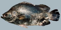 Fish/80-Tripletail.jpg