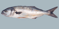 Fish/82-Bluefish.jpg