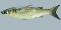 Fish/83-Stripped-Mullet.jpg