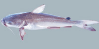 Fish/86-Sea-Catfish.jpg