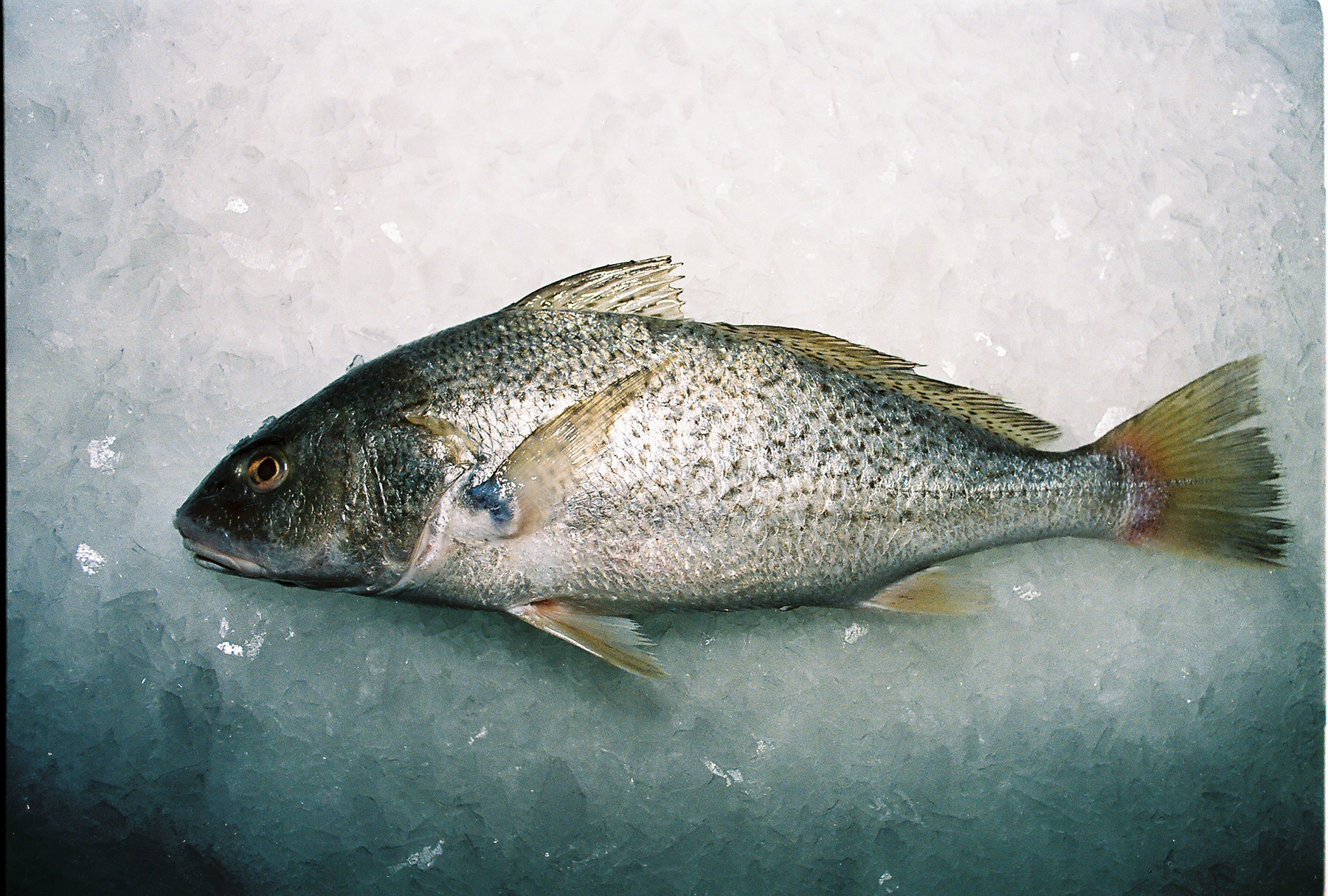 Fish/Atlantic_Croaker.jpg