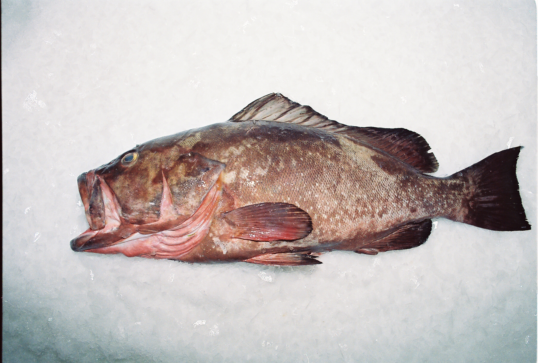 Fish/Red_Grouper.jpg